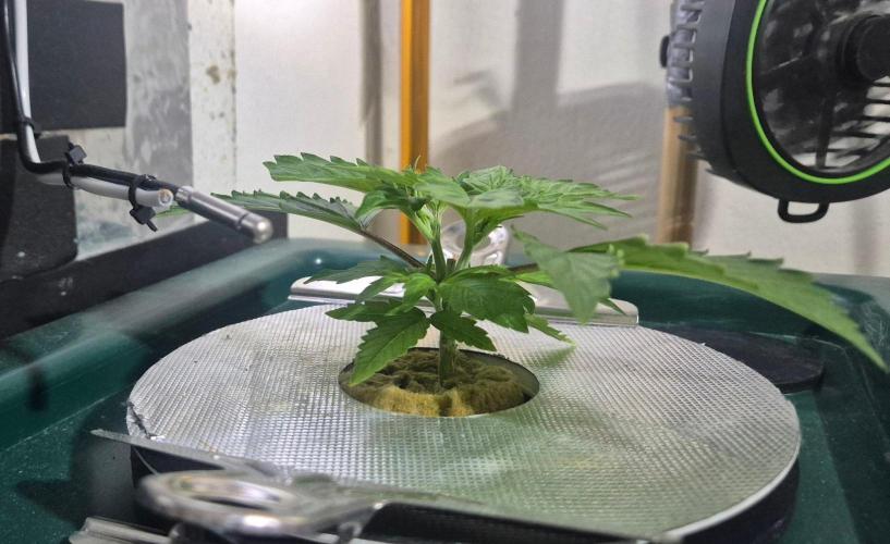 Gorilla Cookies Auto. Week 3