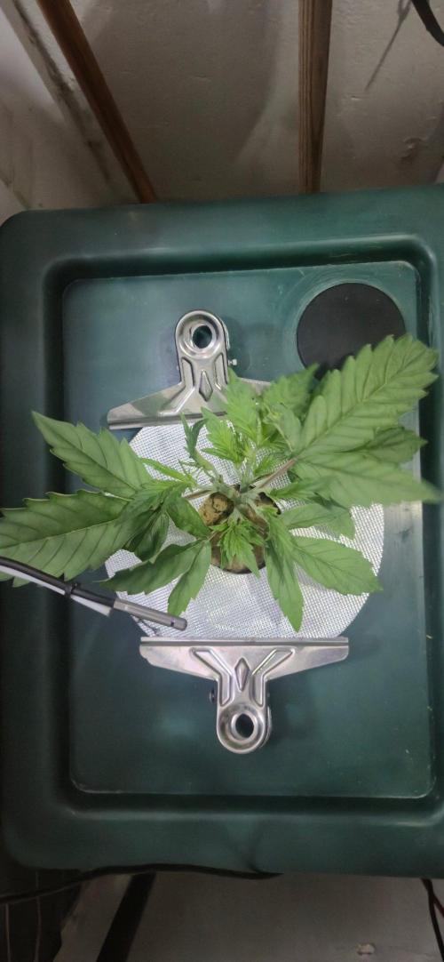 Gorilla Cookies Auto - DWC. Week 4 - 8/17/26