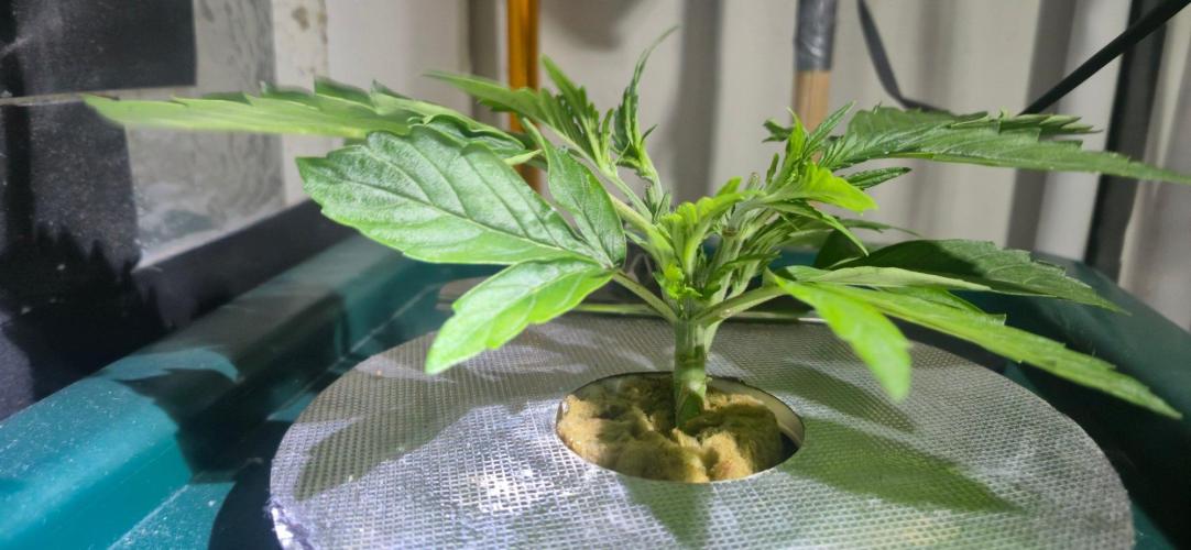 Gorilla Cookies Auto - DWC. Week 4 - 8/17/26