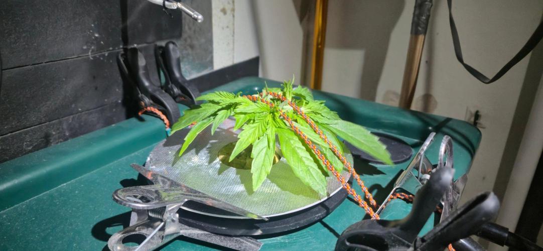 Gorilla Cookies Auto - DWC. Week 4