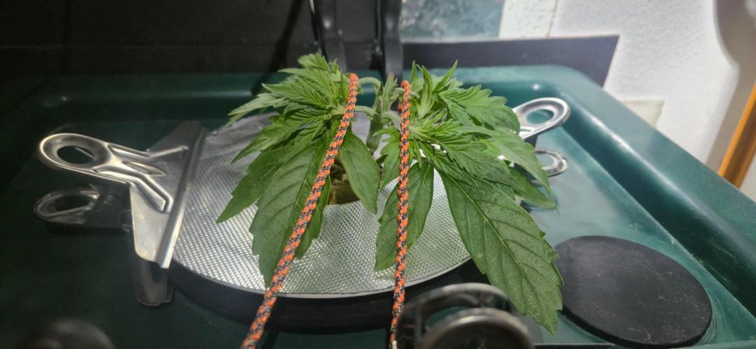 Gorilla Cookies Auto - DWC. Week 4