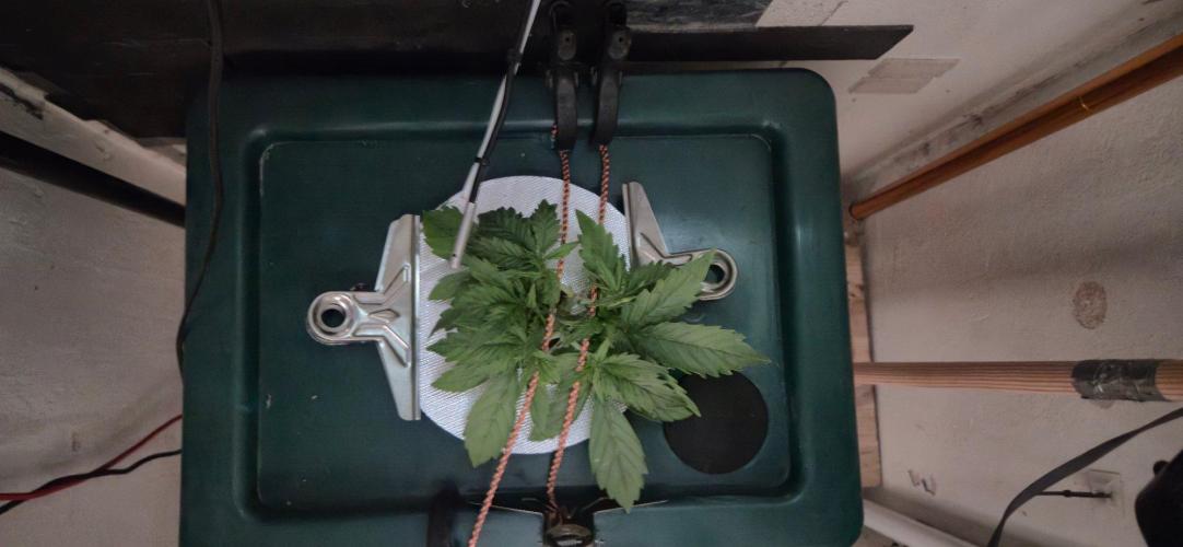 Gorilla Cookies Auto - DWC. Week 4 - 8/19/26