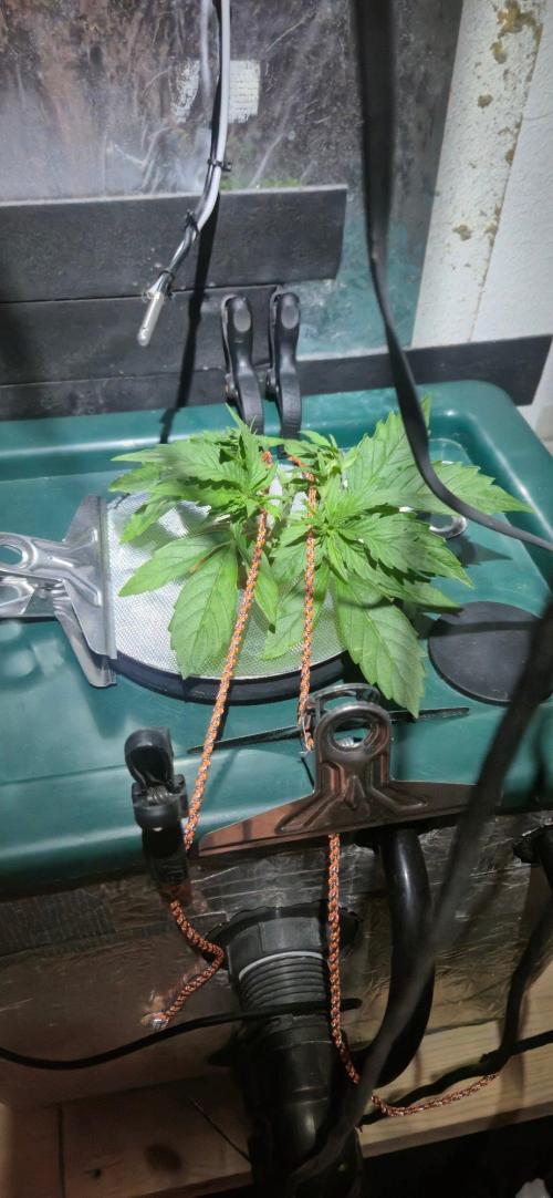 Gorilla Cookies Auto - DWC. Week 4 - 8/19/26