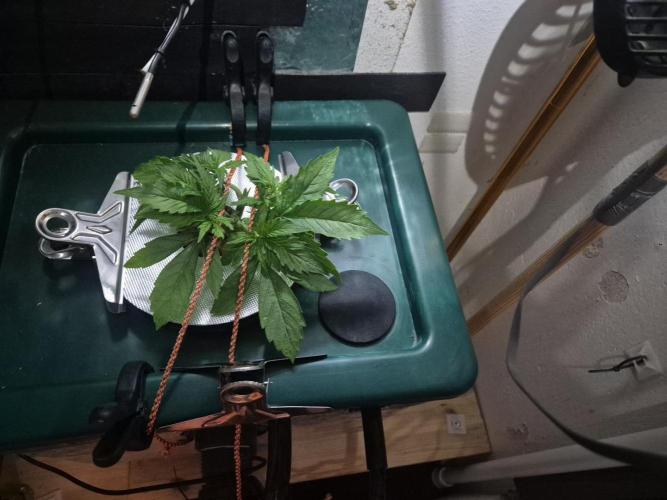 Gorilla Cookies Auto - DWC. Week 4 - 8/19/26