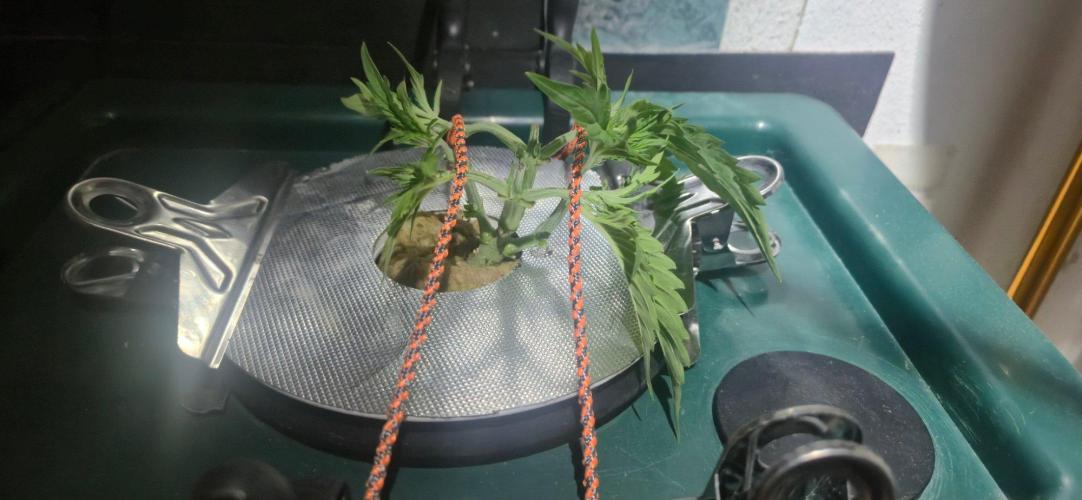 Gorilla Cookies Auto - DWC. Week 4 - 8/20/26