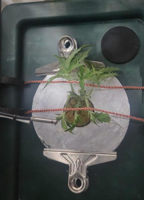 Gorilla Cookies Auto. Week 4