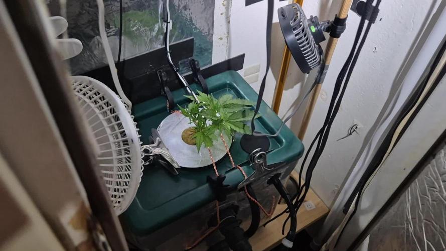 Gorilla Cookies Auto - DWC