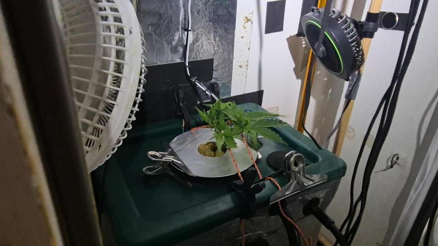 Gorilla Cookies Auto - DWC