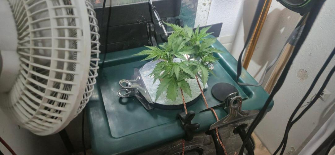 Gorilla Cookies Auto - DWC. Week 5 - 8/24/26