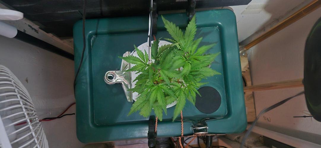 Gorilla Cookies Auto - DWC. Week 5 - 8/24/26