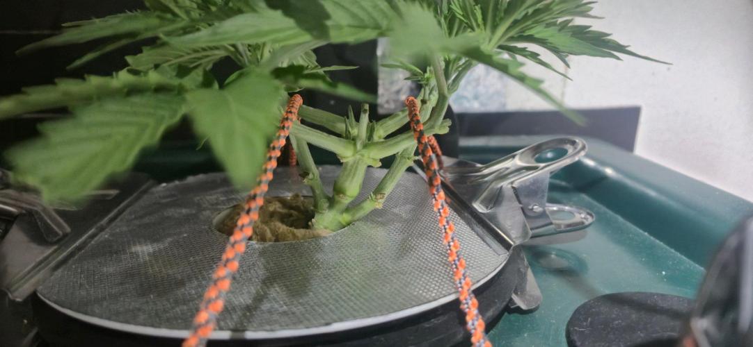 Gorilla Cookies Auto - DWC. Week 5 - 8/24/26