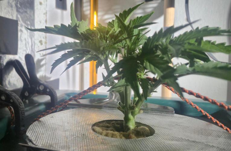 Gorilla Cookies Auto - DWC. Week 5 - 8/24/26