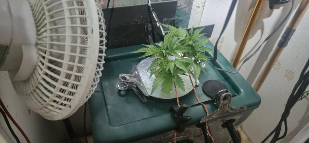 Gorilla Cookies Auto - DWC. Week 5 - 8/24/26