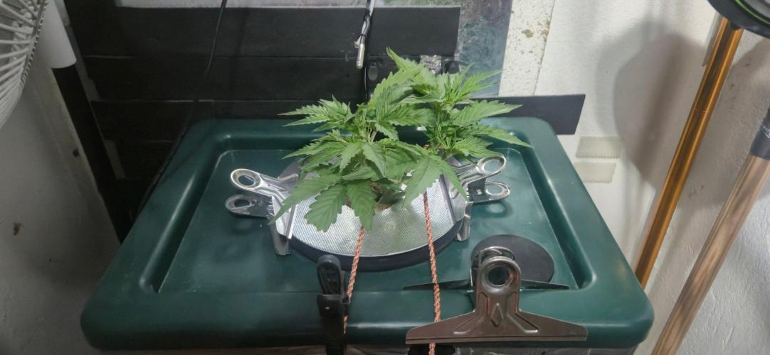 Gorilla Cookies Auto - DWC. Week 5 - 8/24/26