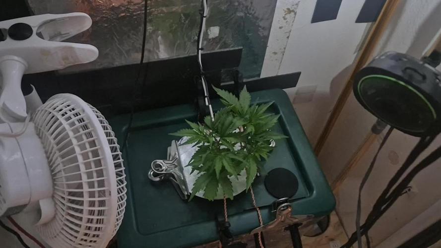 Gorilla Cookies Auto - DWC