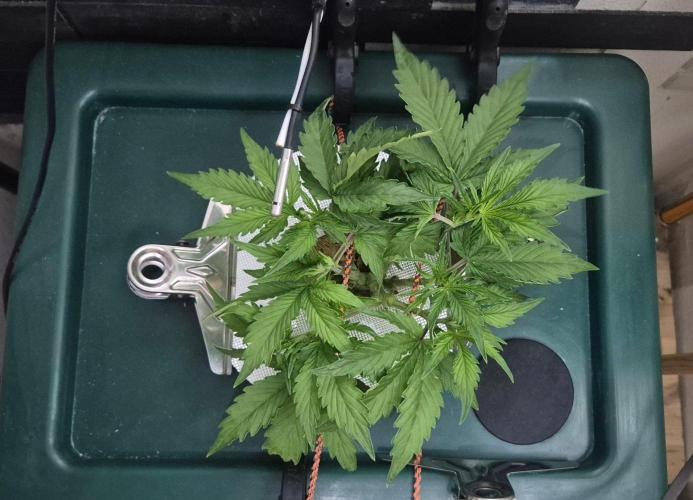 Gorilla Cookies Auto. Week 5