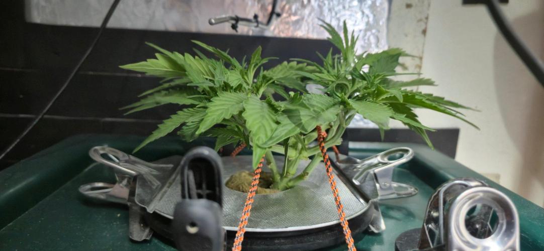 Gorilla Cookies Auto - DWC. Week 5 - 8/25/26
