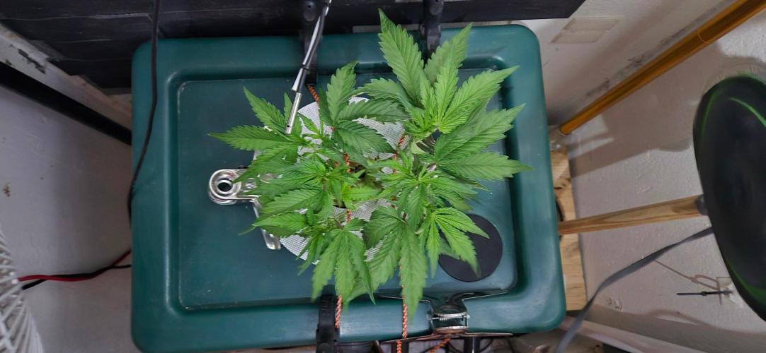 Gorilla Cookies Auto. Week 5