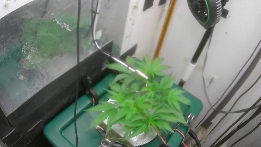 Gorilla Cookies Auto - DWC