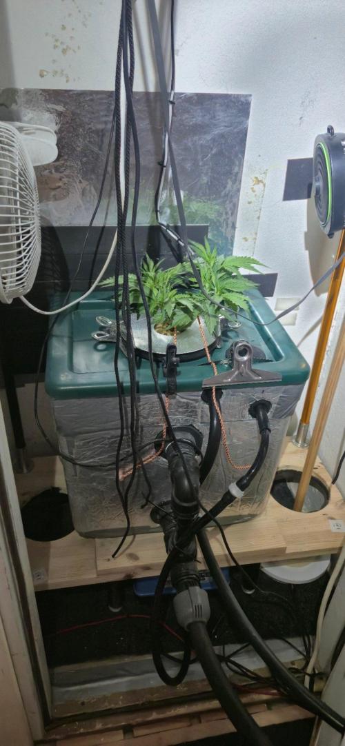 Gorilla Cookies Auto - DWC. Week 5 - 8/26/26
