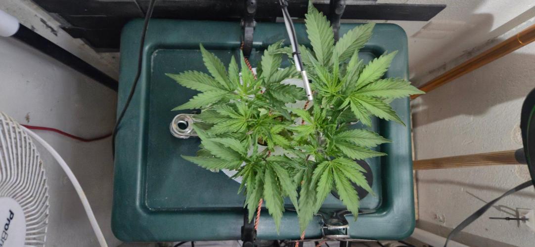 Gorilla Cookies Auto - DWC. Week 5 - 8/26/26