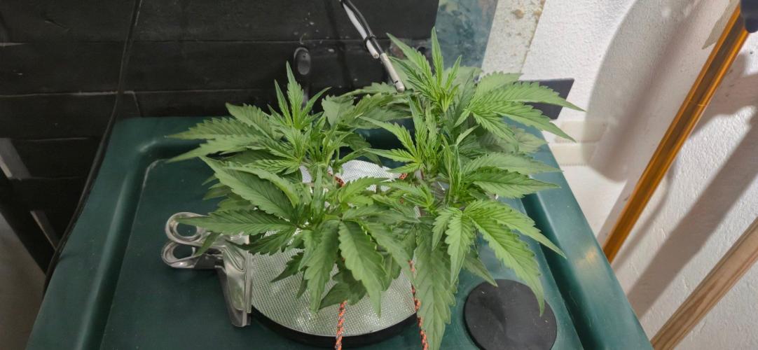Gorilla Cookies Auto - DWC. Week 5 - 8/26/26
