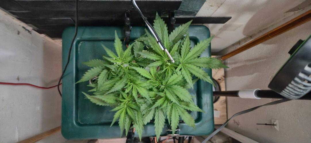 Gorilla Cookies Auto - DWC. Week 5 - 8/27/26