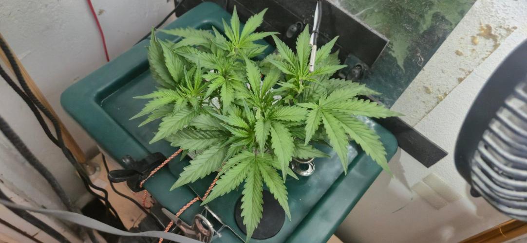 Gorilla Cookies Auto. Week 5