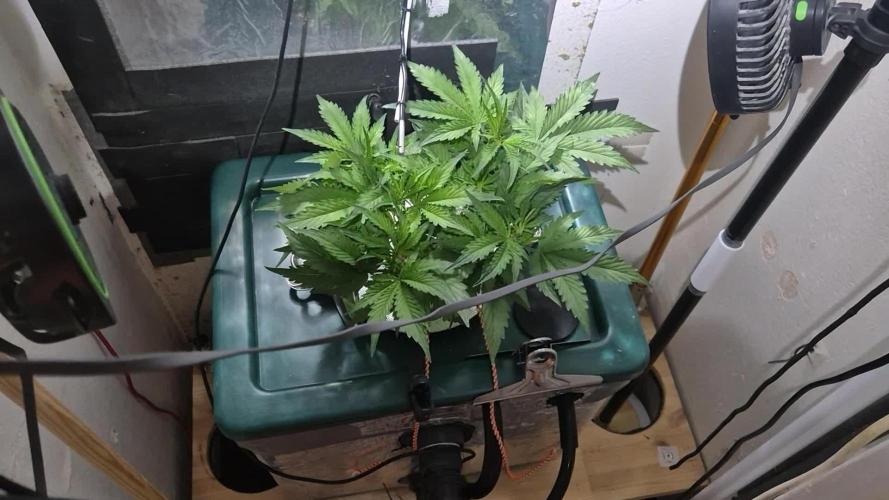 Gorilla Cookies Auto - DWC
