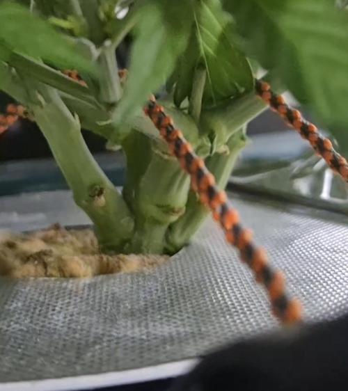 Gorilla Cookies Auto - DWC. Week 5 - 8/30/26