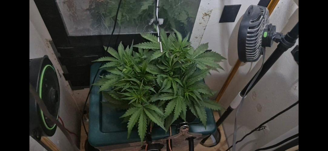 Gorilla Cookies Auto - DWC. Week 5 - 8/30/26