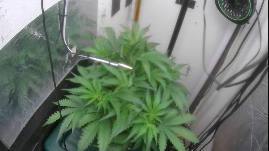 Gorilla Cookies Auto. Week 6