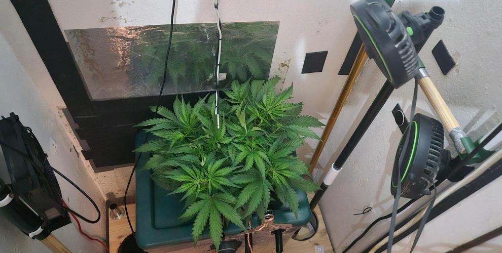 Gorilla Cookies Auto - DWC. Week 6 - 8/31/26