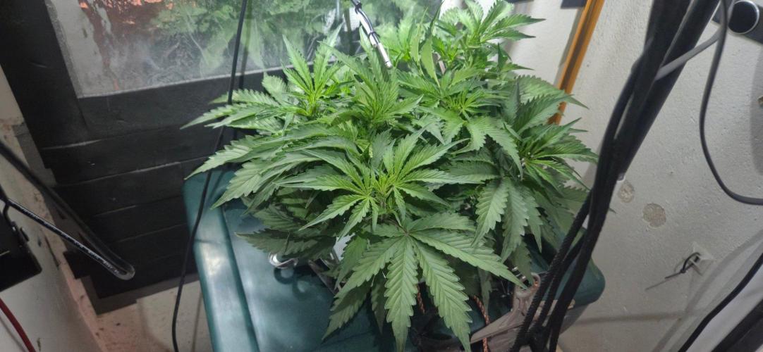 Gorilla Cookies Auto - DWC. Week 6 - 8/31/26