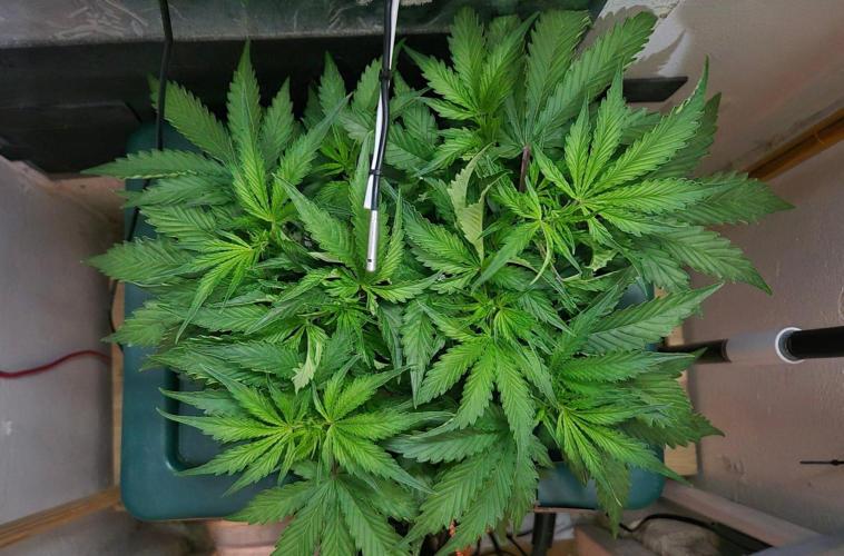 Gorilla Cookies Auto. Week 6