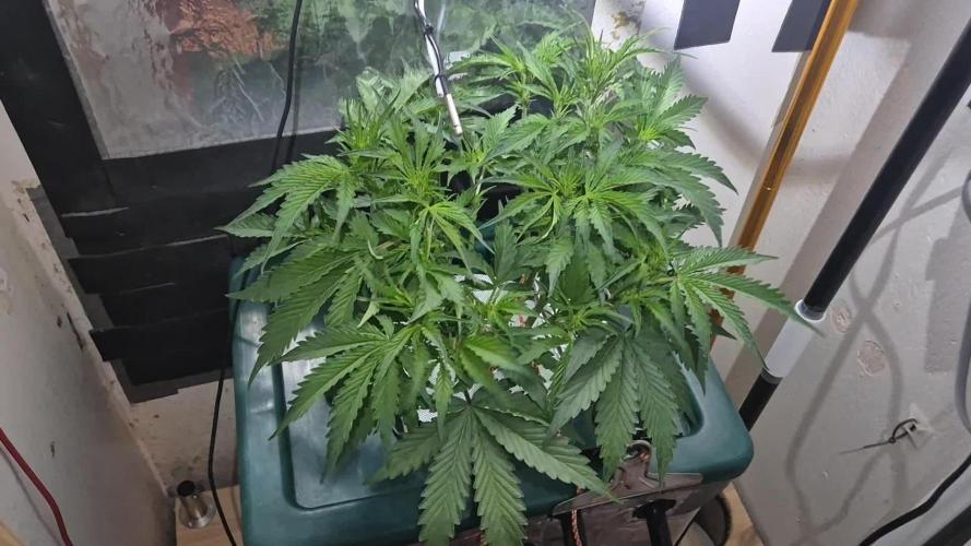 Gorilla Cookies Auto. Week 6