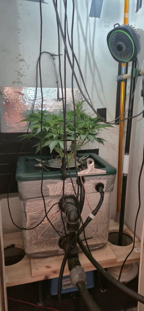 Gorilla Cookies Auto - DWC. Week 6 - 9/2/26