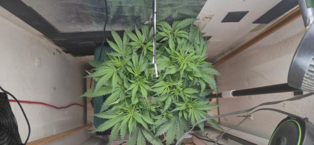 Gorilla Cookies Auto - DWC. Week 6 - 9/2/26