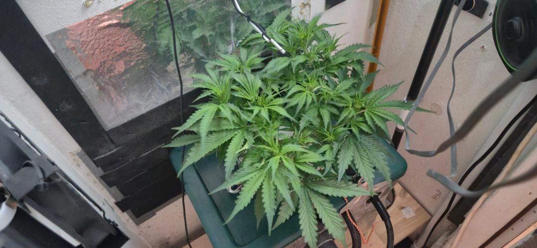Gorilla Cookies Auto - DWC. Week 6 - 9/2/26