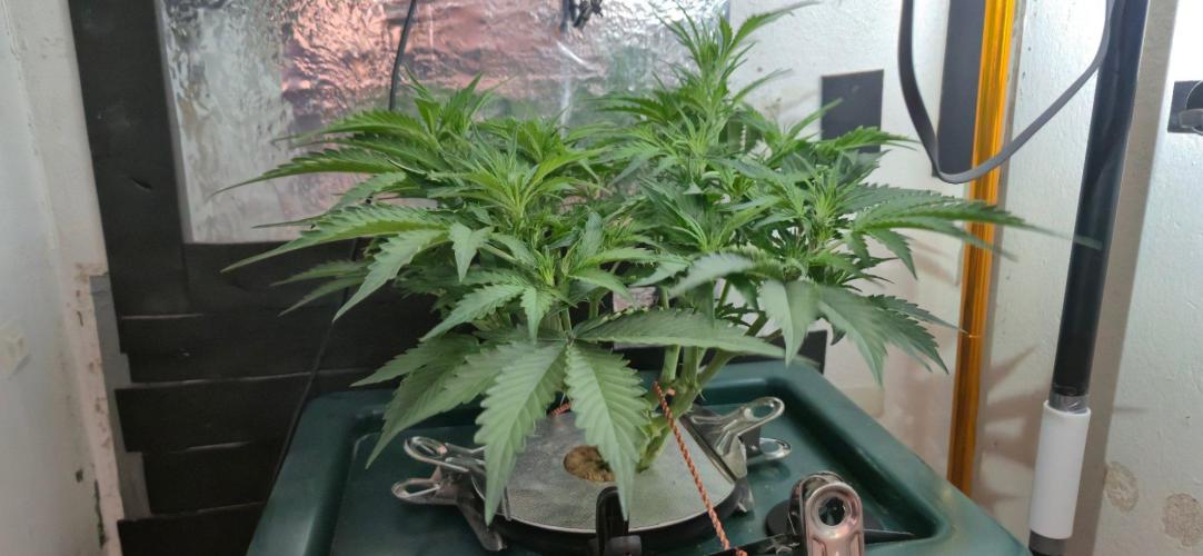 Gorilla Cookies Auto - DWC. Week 6 - 9/2/26