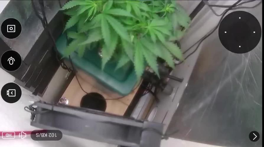 Gorilla Cookies Auto. Week 6