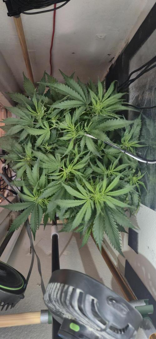 Gorilla Cookies Auto - DWC. Week 6 - 9/5/26