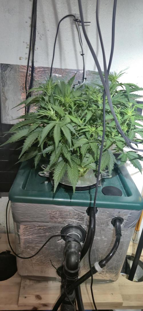 Gorilla Cookies Auto - DWC. Week 6 - 9/5/26