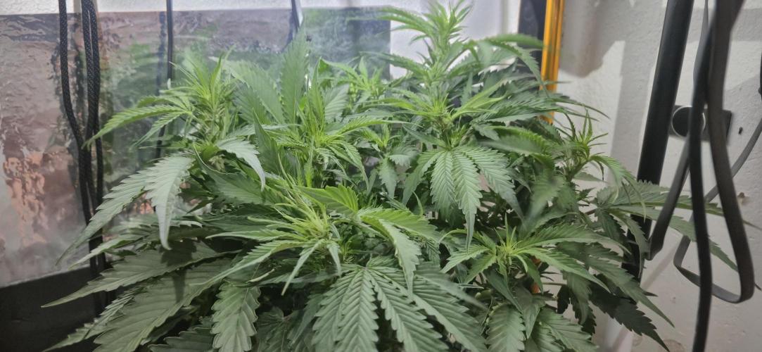 Gorilla Cookies Auto - DWC. Week 6 - 9/5/26
