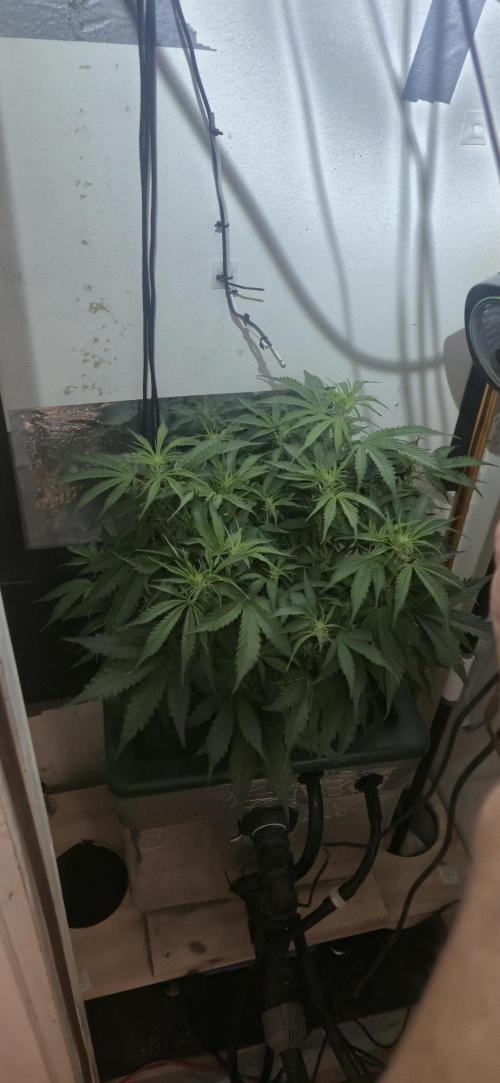 Gorilla Cookies Auto - DWC. Week 7 - 9/7/26