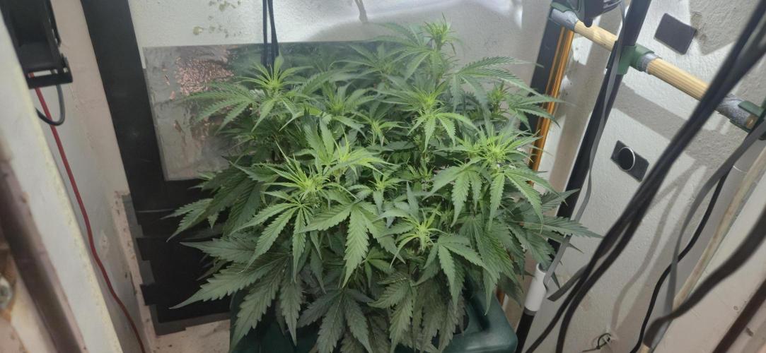 Gorilla Cookies Auto - DWC. Week 7 - 9/7/26