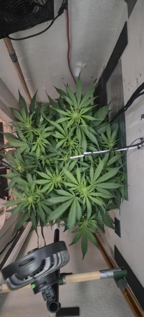 Gorilla Cookies Auto - DWC. Week 7 - 9/7/26