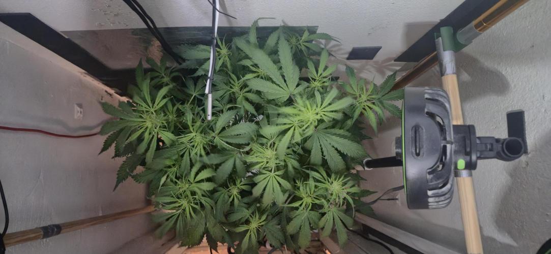 Gorilla Cookies Auto - DWC. Week 7 - 9/8/26