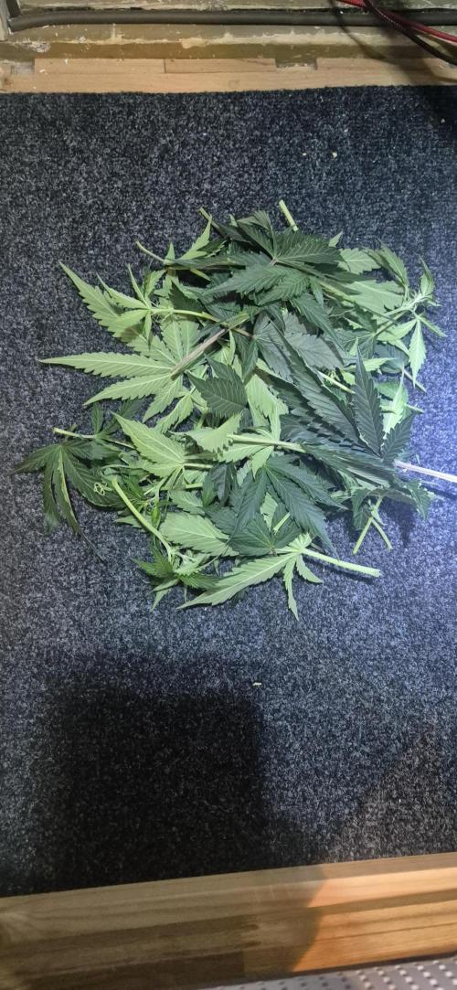 Gorilla Cookies Auto - DWC. Week 7 - 9/8/26