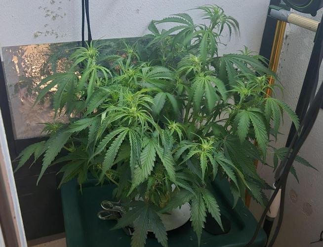 Gorilla Cookies Auto - DWC. Week 7 - 9/8/26